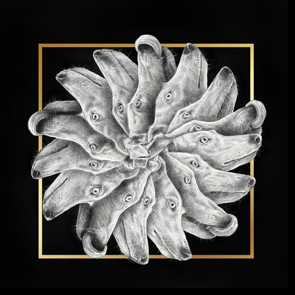 Yanin Ruibal: Whippets by Yanin Ruibal