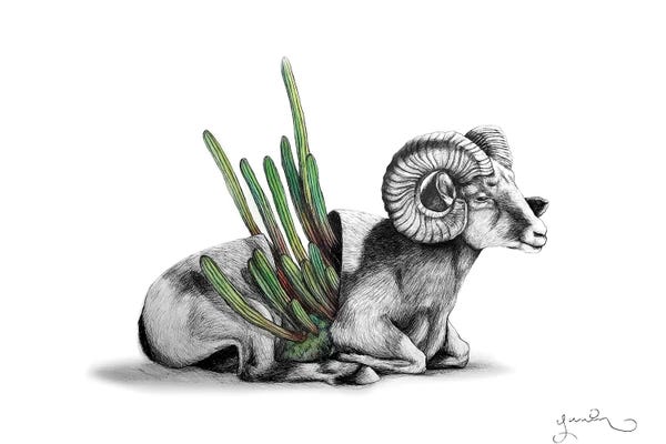 Yanin Ruibal: Bighorn by Yanin Ruibal