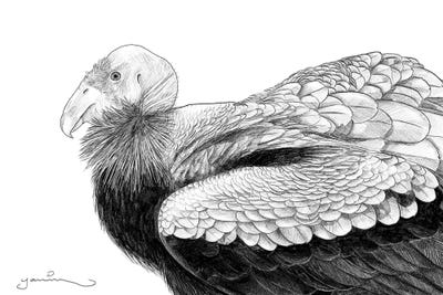 California Condor by Yanin Ruibal framed canvas print