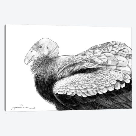 California Condor Canvas Print #YAR64} by Yanin Ruibal Canvas Artwork