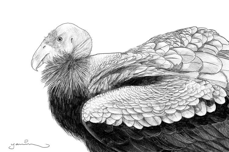 California Condor by Yanin Ruibal wall art