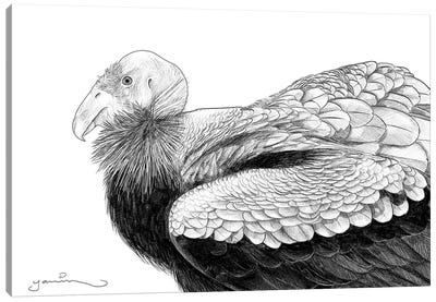 California Condor Canvas Art Print - Yanin Ruibal