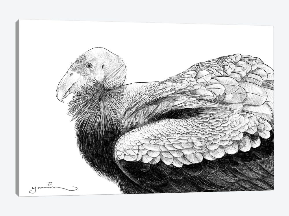 California Condor by Yanin Ruibal 1-piece Canvas Artwork