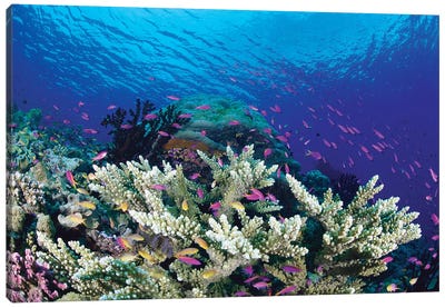 Yellowstripe Anthias School Swimming Around Hard Coral, Milne Bay, Papua New Guinea Canvas Art Print