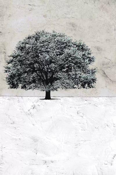 Abstract Landscapes: Old Black Tree by Ynon Mabat