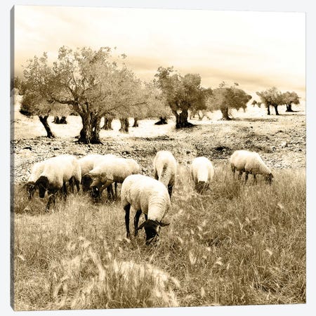 Out In The Fields Canvas Print #YBM50} by Ynon Mabat Canvas Print