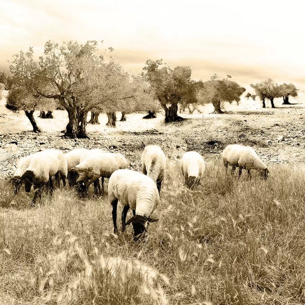 Ynon Mabat: Out In The Fields by Ynon Mabat