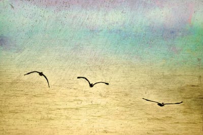 Seagulls In The Sky II by Ynon Mabat framed wall art