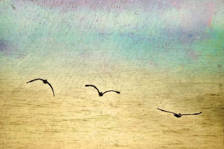 Seagulls In The Sky II by Ynon Mabat wall art