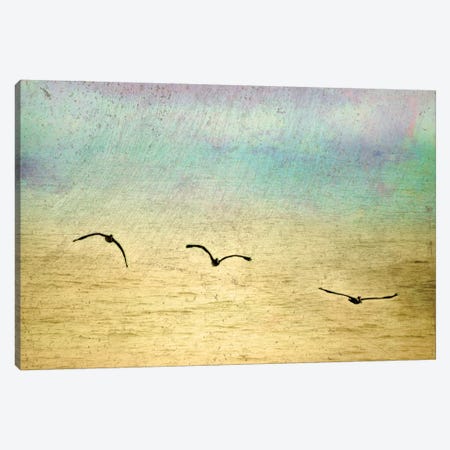 Seagulls In The Sky II Canvas Print #YBM61} by Ynon Mabat Canvas Art
