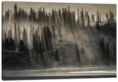 Canada, Yukon, Kluane National Park. Backlit Trees Near Kluane Lake. Canvas Art Print - Yuri Choufour