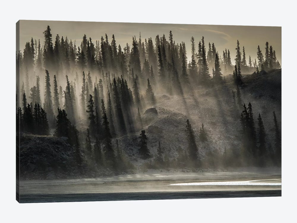 Canada, Yukon, Kluane National Park. Backlit Trees Near Kluane Lake. by Yuri Choufour 1-piece Art Print