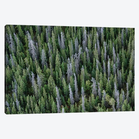 Canada, Yukon, Kluane National Park. Mix Of Living And Dead White Spruce Trees. Canvas Print #YCH102} by Yuri Choufour Canvas Wall Art