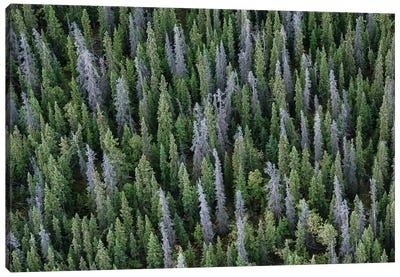 Canada, Yukon, Kluane National Park. Mix Of Living And Dead White Spruce Trees. Canvas Art Print - Yuri Choufour