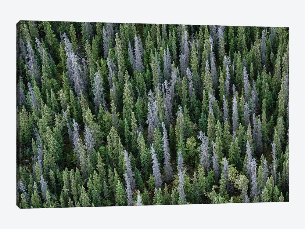 Canada, Yukon, Kluane National Park. Mix Of Living And Dead White Spruce Trees. by Yuri Choufour 1-piece Canvas Wall Art