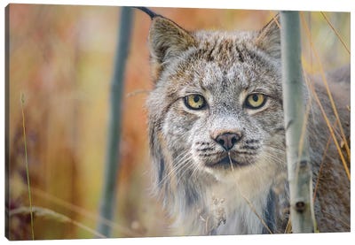 Canada, Yukon, Whitehorse, Captive Canada Lynx Portrait. Canvas Art Print - Yuri Choufour
