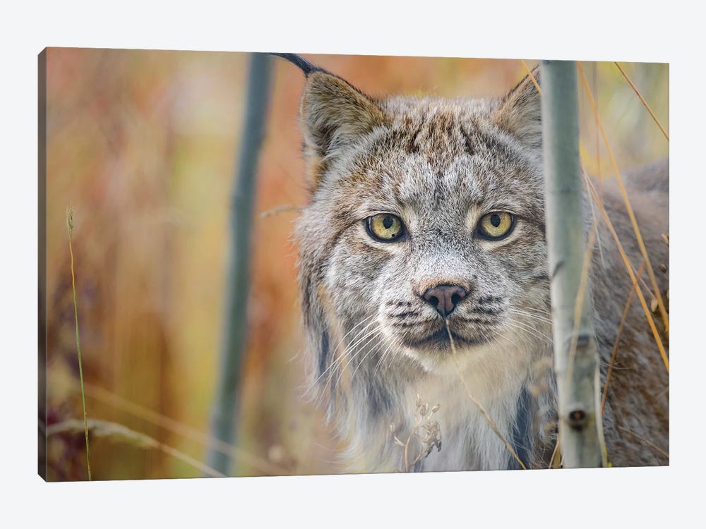 Canada, Yukon, Whitehorse, Captive Canada Lynx Portrait. by Yuri Choufour 1-piece Canvas Art