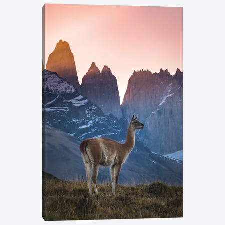 Chile, Torres Del Paine National Park. Guanaco In Front Of The Towers At Sunset. Canvas Print #YCH105} by Yuri Choufour Art Print