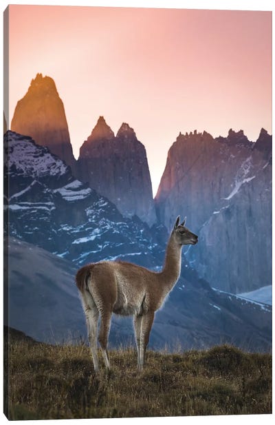 Chile, Torres Del Paine National Park. Guanaco In Front Of The Towers At Sunset. Canvas Art Print - Yuri Choufour