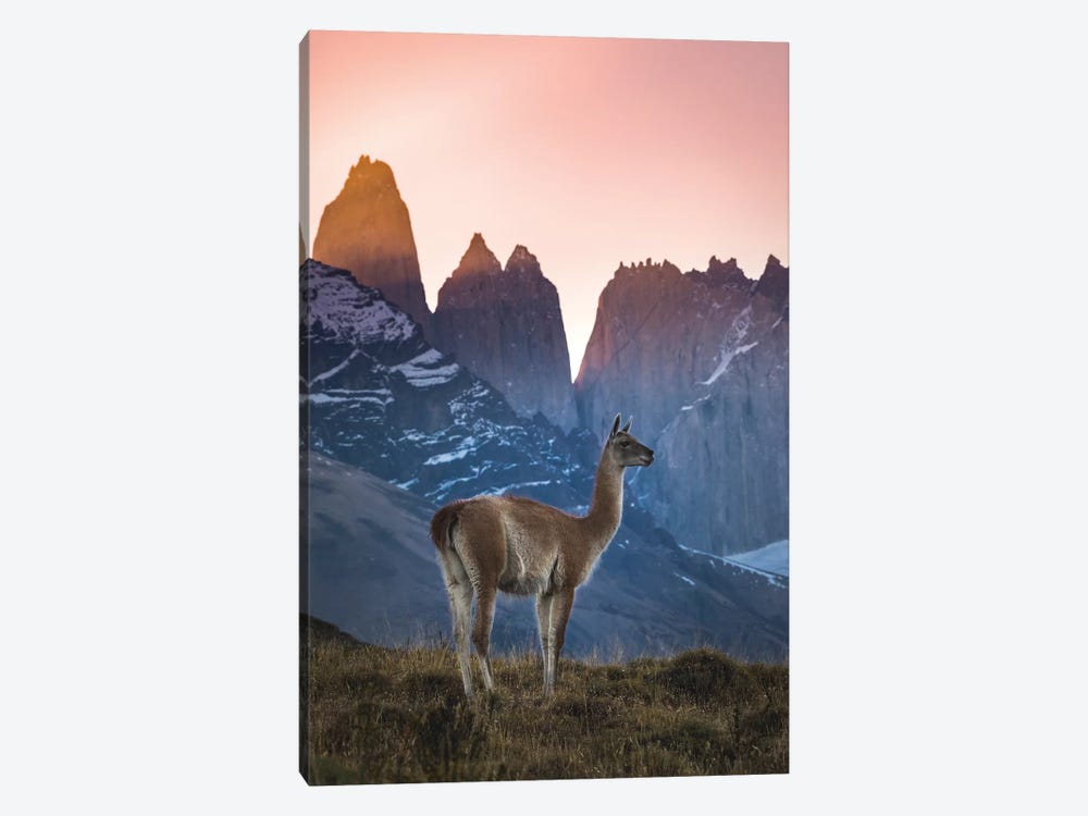 Chile, Torres Del Paine National Park. Guanaco In Front Of The Towers At Sunset. by Yuri Choufour 1-piece Canvas Art Print
