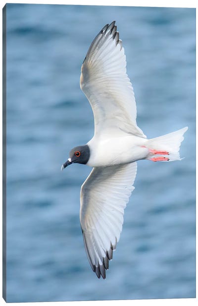 Ecuador, Galapagos Islands, Espanola Island. Swallow-Tailed Gull Flying. Canvas Art Print - Ecuador