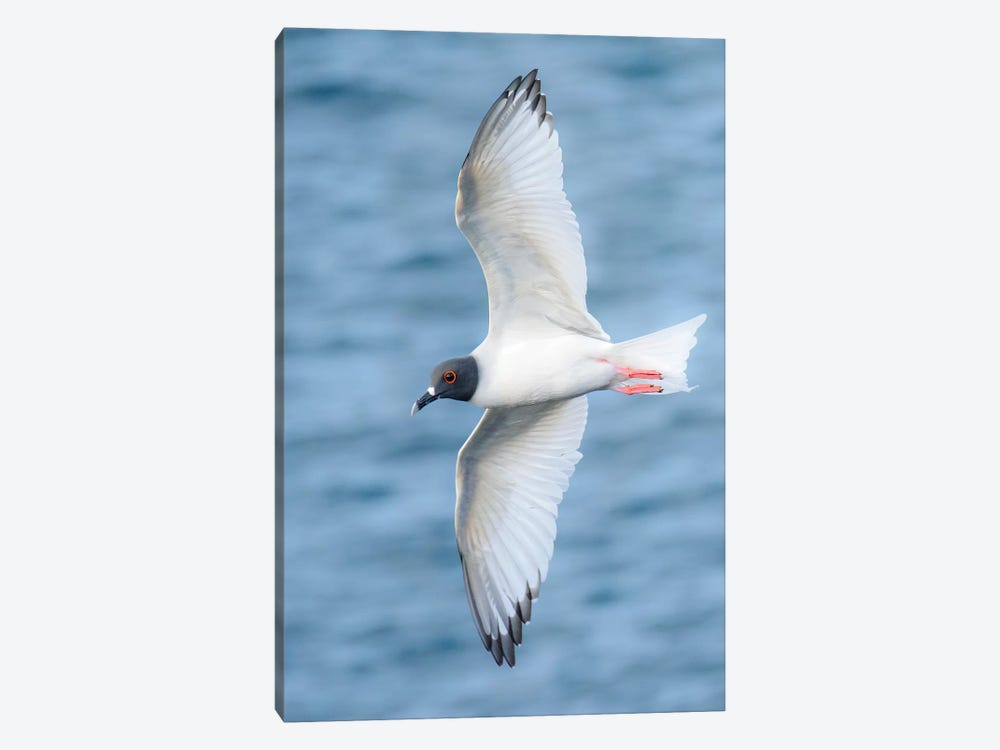 Ecuador, Galapagos Islands, Espanola Island. Swallow-Tailed Gull Flying. by Yuri Choufour 1-piece Art Print