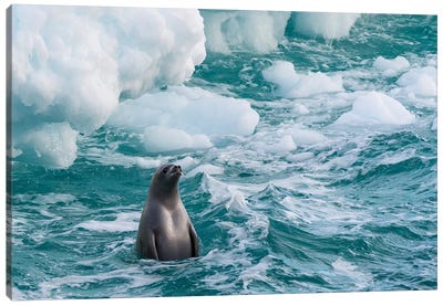 Antarctic Peninsula, Antarctica. Crabeater Seal Surfacing. Canvas Art Print - Yuri Choufour