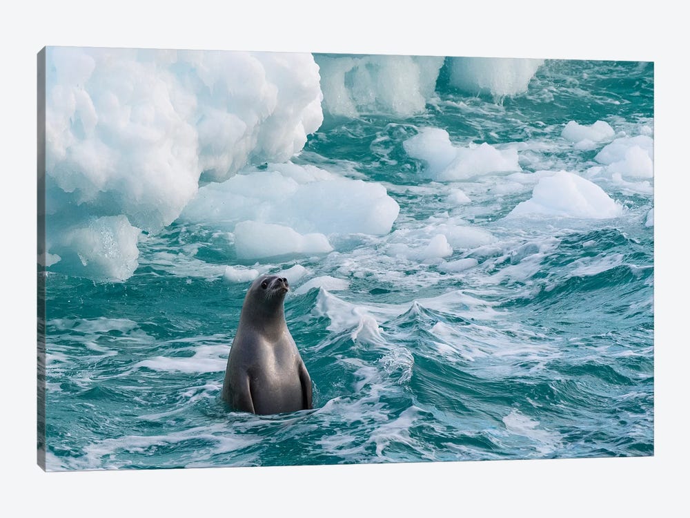 Antarctic Peninsula, Antarctica. Crabeater Seal Surfacing. by Yuri Choufour 1-piece Canvas Artwork