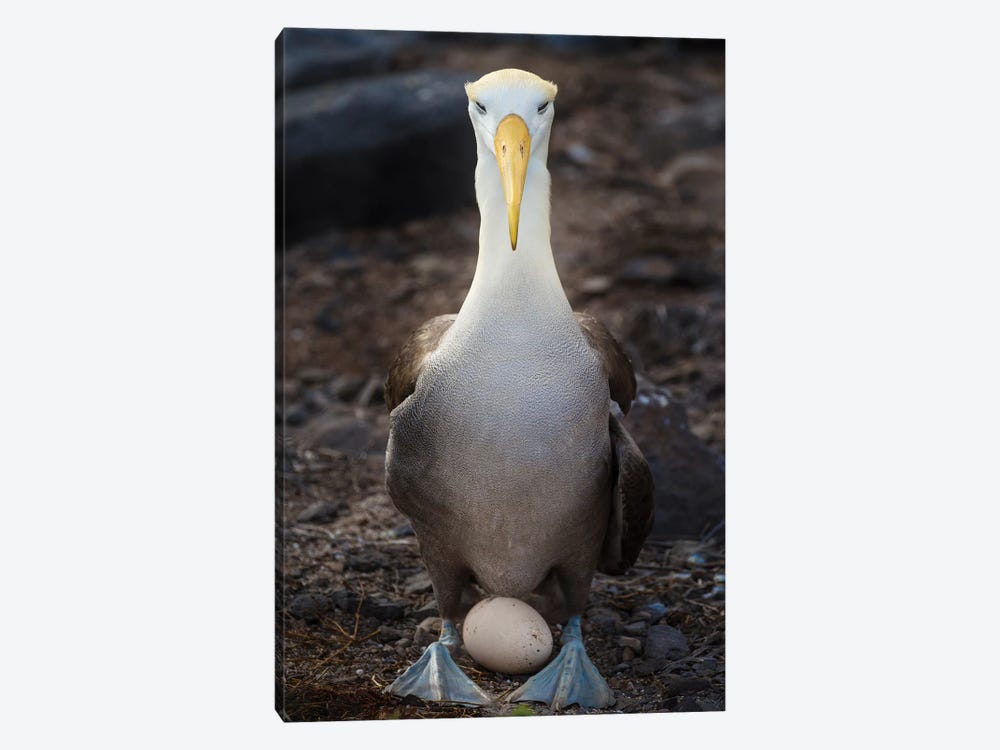 Ecuador, Galapagos Islands, Espanola Island. Waved Albatross Over Egg. by Yuri Choufour 1-piece Art Print