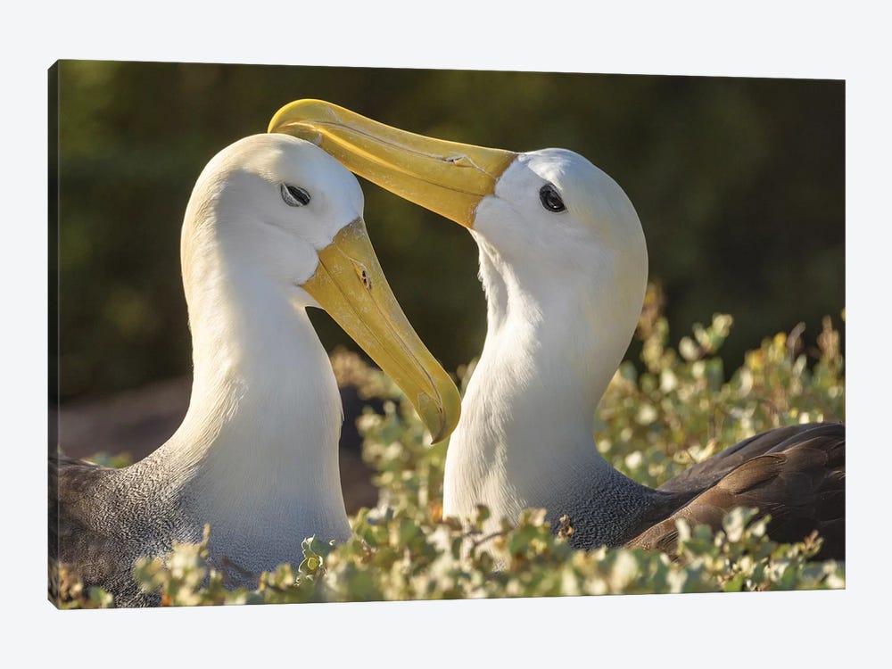 Ecuador, Galapagos Islands, Espanola Island. Waved Albatrosses Courting. by Yuri Choufour 1-piece Canvas Art