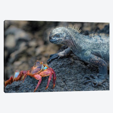 Ecuador, Galapagos Islands, Fernandina Island. Marine Iguana And Sally Lightfoot Crab Have A Stare Down. Canvas Print #YCH112} by Yuri Choufour Art Print