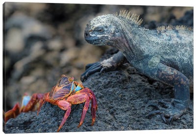 Ecuador, Galapagos Islands, Fernandina Island. Marine Iguana And Sally Lightfoot Crab Have A Stare Down. Canvas Art Print - Iguanas