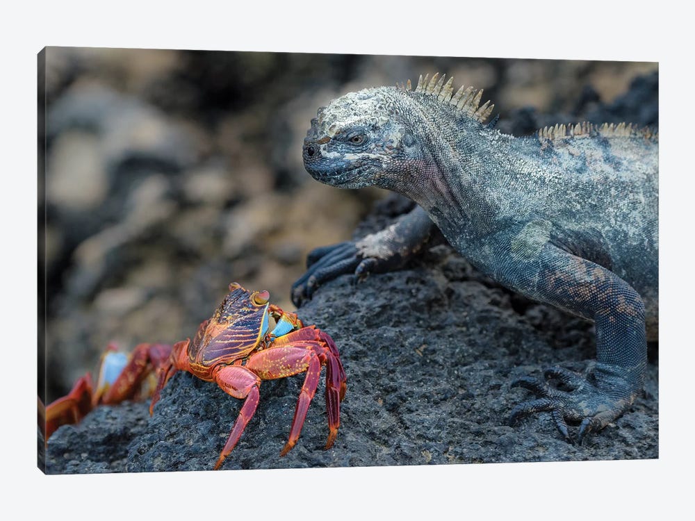 Ecuador, Galapagos Islands, Fernandina Island. Marine Iguana And Sally Lightfoot Crab Have A Stare Down. by Yuri Choufour 1-piece Art Print