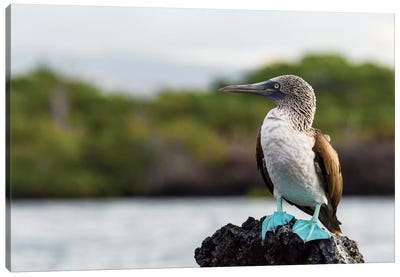 Ecuador, Galapagos Islands, Santa Cruz. Black Turtle Cove, Blue-Footed Booby Perching. Canvas Art Print - Yuri Choufour