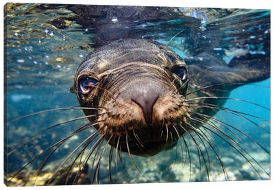 Ecuador, Galapagos Islands, Santa Fe Island. Galapagos Sea Lion Swims In Close To The Camera. Canvas Art Print - Yuri Choufour