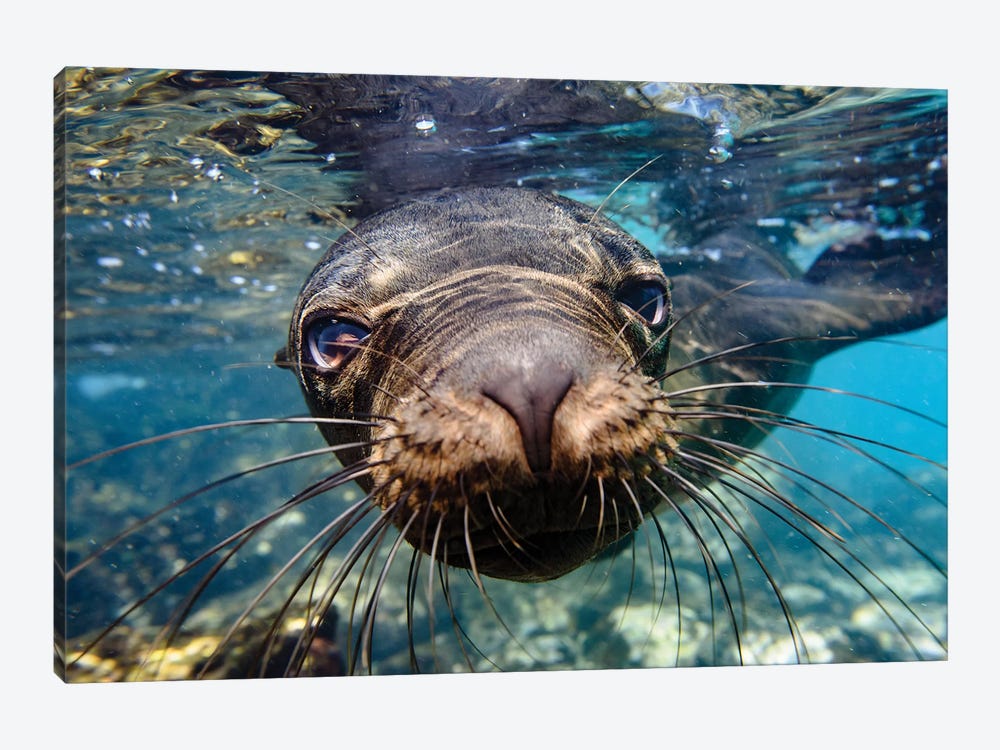 Ecuador, Galapagos Islands, Santa Fe Island. Galapagos Sea Lion Swims In Close To The Camera. by Yuri Choufour 1-piece Canvas Art Print