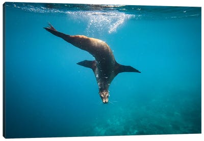 Ecuador, Galapagos Islands. Galapagos Sea Lion Underwater. Canvas Art Print