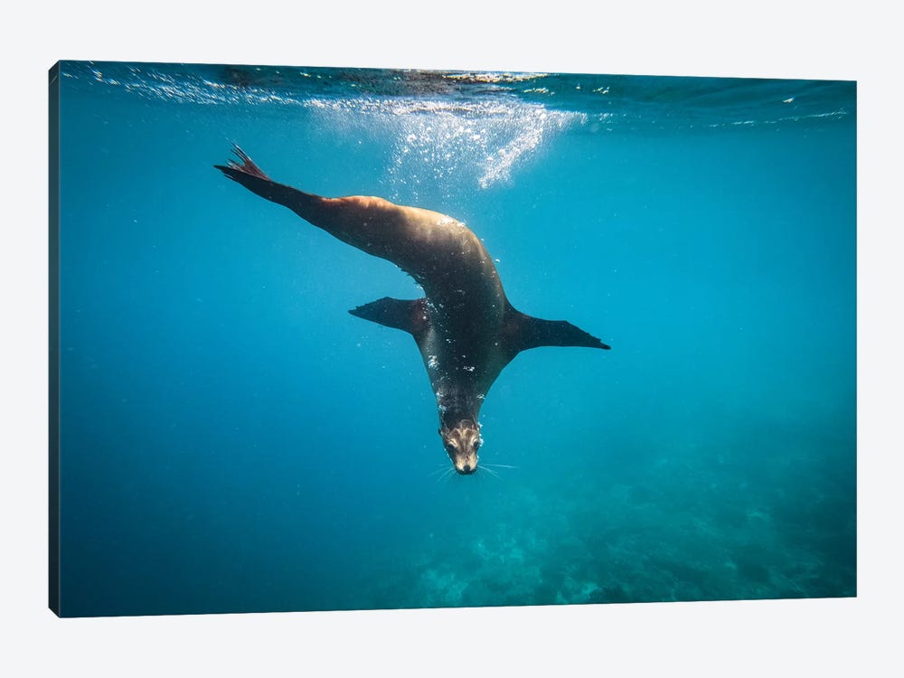 Ecuador, Galapagos Islands. Galapagos Sea Lion Underwater. by Yuri Choufour 1-piece Canvas Artwork