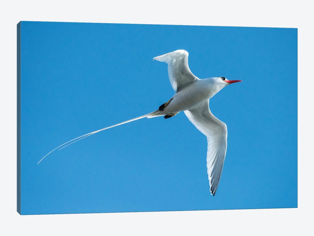 Ecuador, Galapagos Islands. Red-Billed Tropicbird In Flight. by Yuri Choufour 1-piece Canvas Print