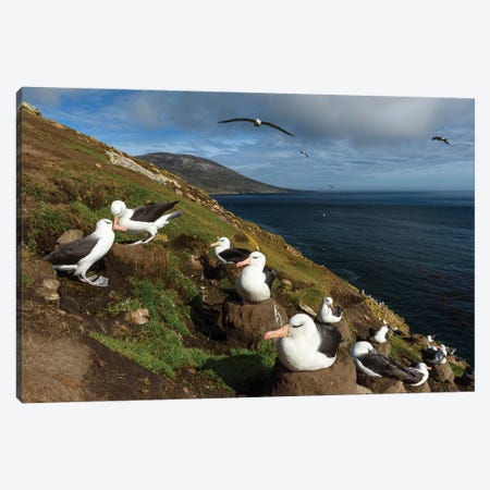 Falkland Islands, Saunders Island. Black-Browed Albatross Nesting. Canvas Print #YCH129} by Yuri Choufour Canvas Artwork
