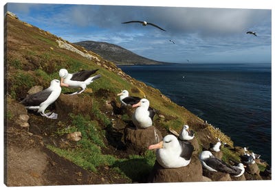 Falkland Islands, Saunders Island. Black-Browed Albatross Nesting. Canvas Art Print - Yuri Choufour