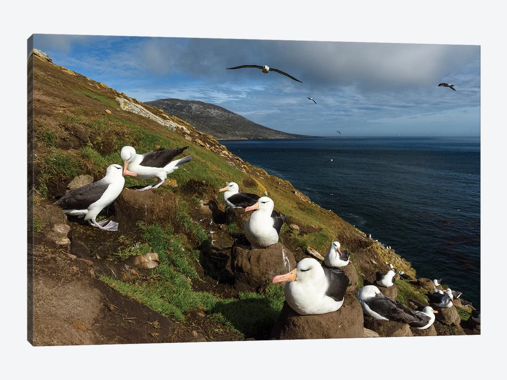 Falkland Islands, Saunders Island. Black-Browed Albatross Nesting. by Yuri Choufour 1-piece Art Print