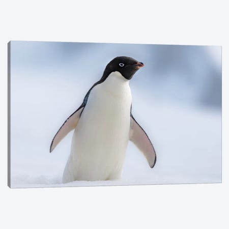 Antarctic Peninsula, Half Moon Island. Adelie Penguin With Wings Out. Canvas Print #YCH12} by Yuri Choufour Canvas Art Print