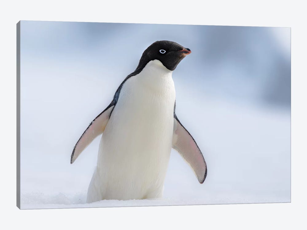 Antarctic Peninsula, Half Moon Island. Adelie Penguin With Wings Out. by Yuri Choufour 1-piece Canvas Artwork