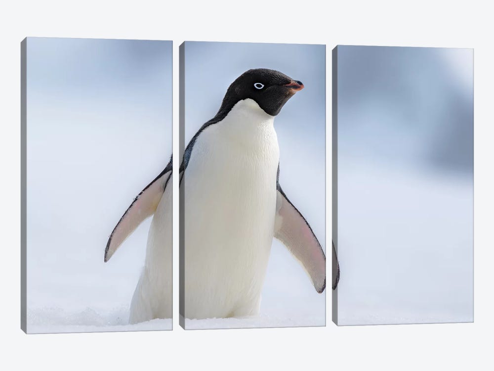 Antarctic Peninsula, Half Moon Island. Adelie Penguin With Wings Out. by Yuri Choufour 3-piece Canvas Wall Art