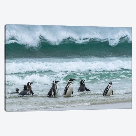 Falkland Islands, Saunders Island. Magellanic Penguins Emerge From The Sea. Canvas Print #YCH130} by Yuri Choufour Canvas Art Print