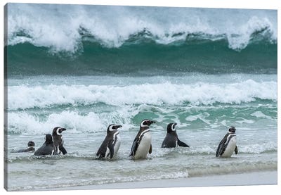 Falkland Islands, Saunders Island. Magellanic Penguins Emerge From The Sea. Canvas Art Print - Yuri Choufour