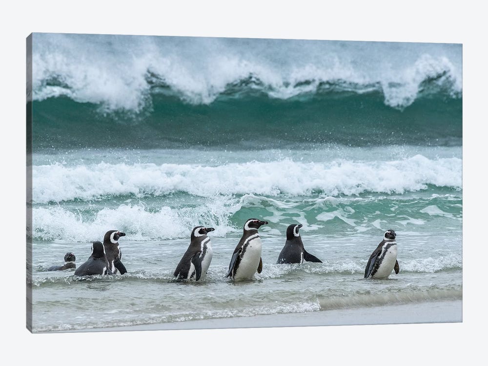 Falkland Islands, Saunders Island. Magellanic Penguins Emerge From The Sea. by Yuri Choufour 1-piece Canvas Art Print