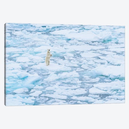 Norway, Svalbard, 82 Degrees North. Curious Polar Bear Taking A Stand. Canvas Print #YCH134} by Yuri Choufour Canvas Wall Art
