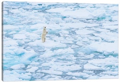 Norway, Svalbard, 82 Degrees North. Curious Polar Bear Taking A Stand. Canvas Art Print - Yuri Choufour